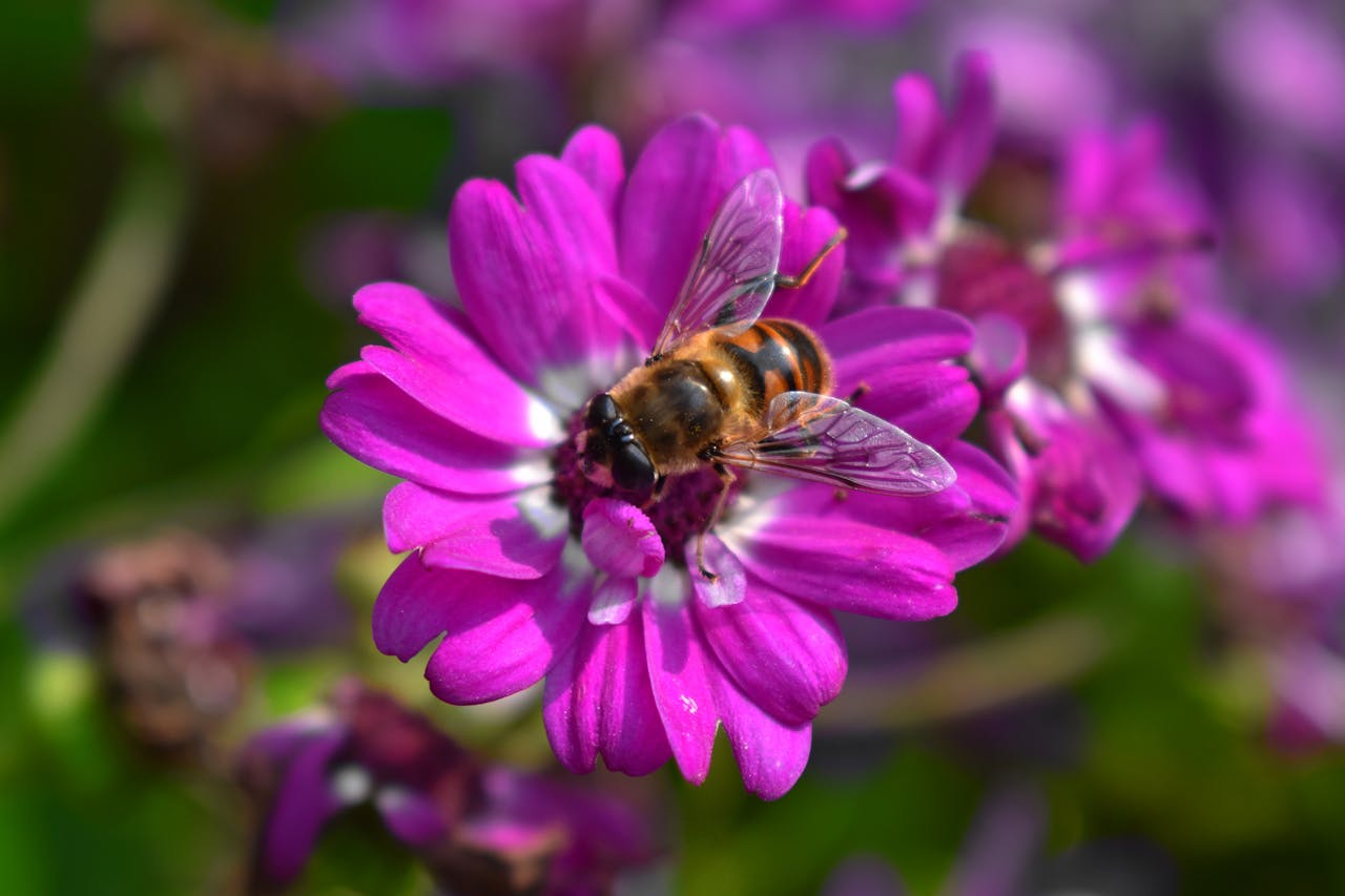 Creating a Pollinator-Friendly Garden for a Greener Environment